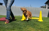 Fellparadies - K9 Bewegungstraining Cavaletti 1